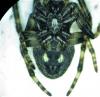 Nuctenea umbratica